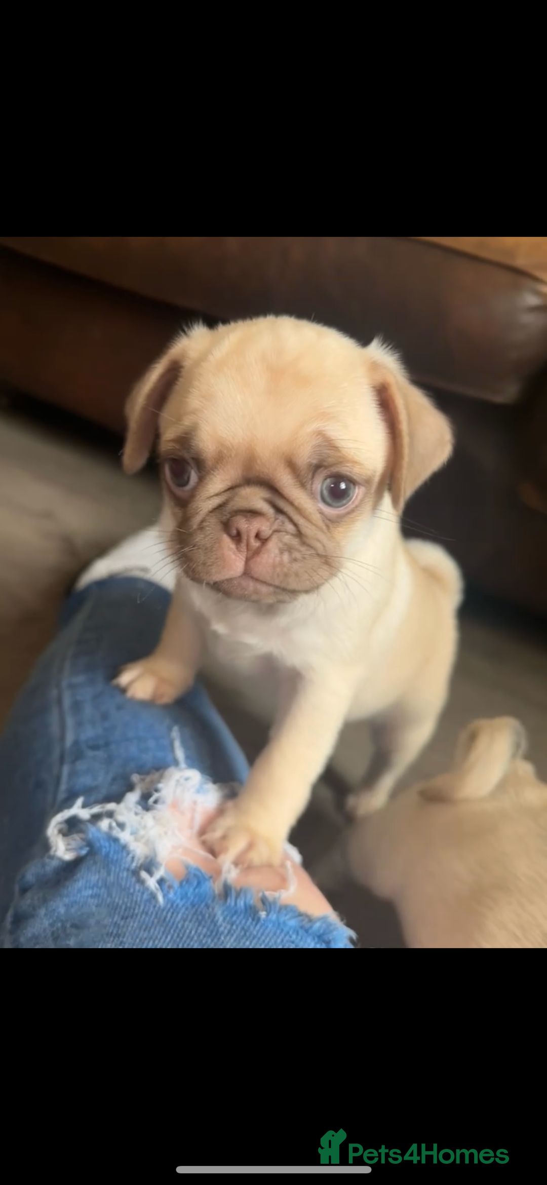 Pug dogs for sale: Beautiful pug pups ready for there forever homes  - Image 12