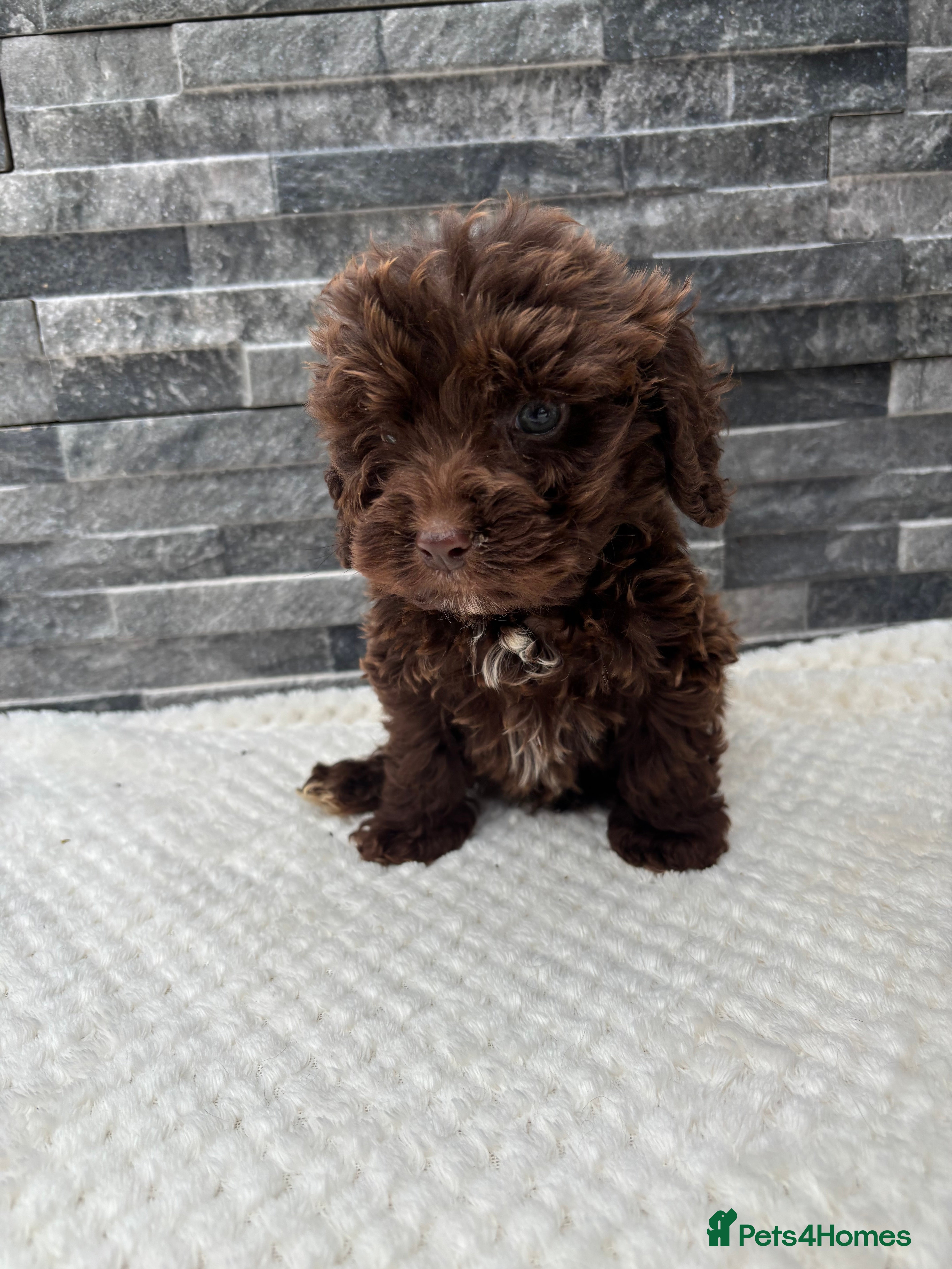 Cockapoo dogs Outstanding Cockapoos - Advert 12