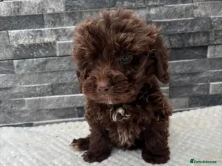 Cockapoo dogs Outstanding Cockapoos - Advert 12