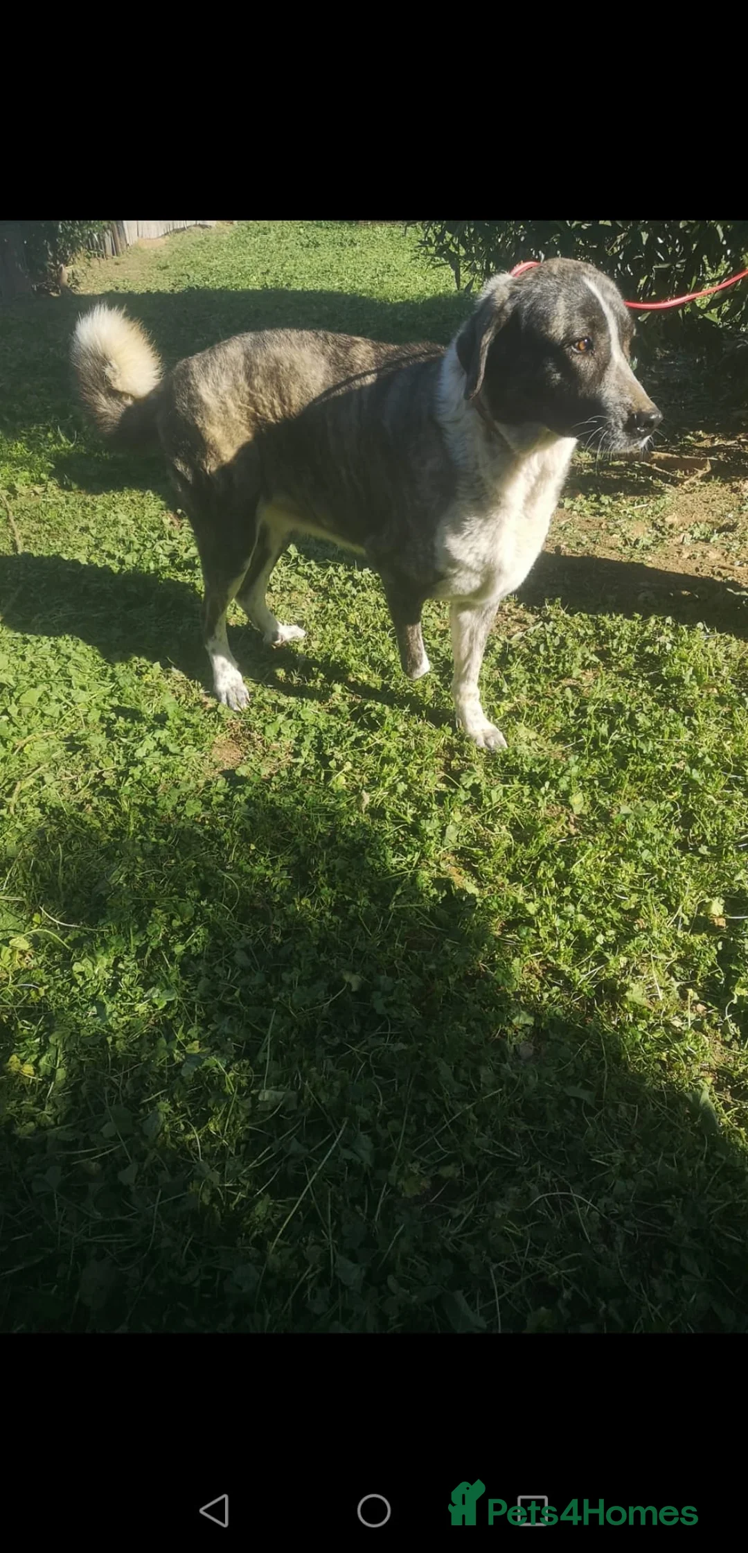 Mixed Breed dogs for adoption: Please can you offer Nana a home 🏡  - Advert 7