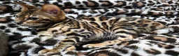 Bengal cats for sale: Pedigree brown and blue rosetted bengals - Advert 6