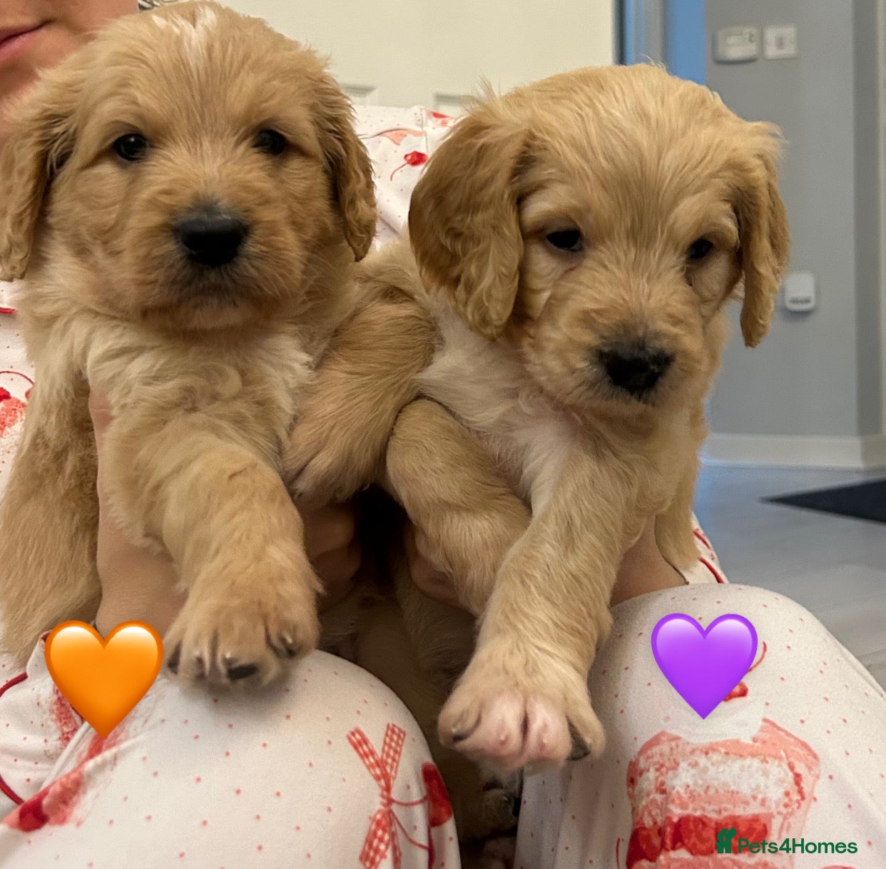 Mixed Breed dogs Stunning litter of Golden Bernadoodles - Advert 4