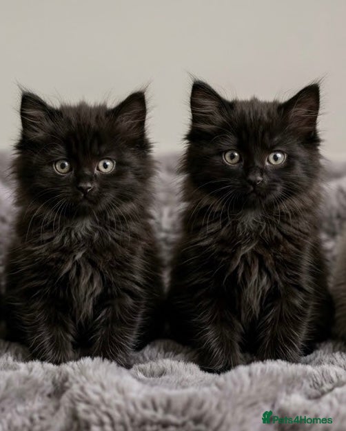 Ragdoll cats Two Rare full black kittens of Ragdool  - Advert 1
