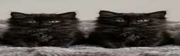 Ragdoll cats for sale: Two Rare full black kittens of Ragdool  - Advert 1