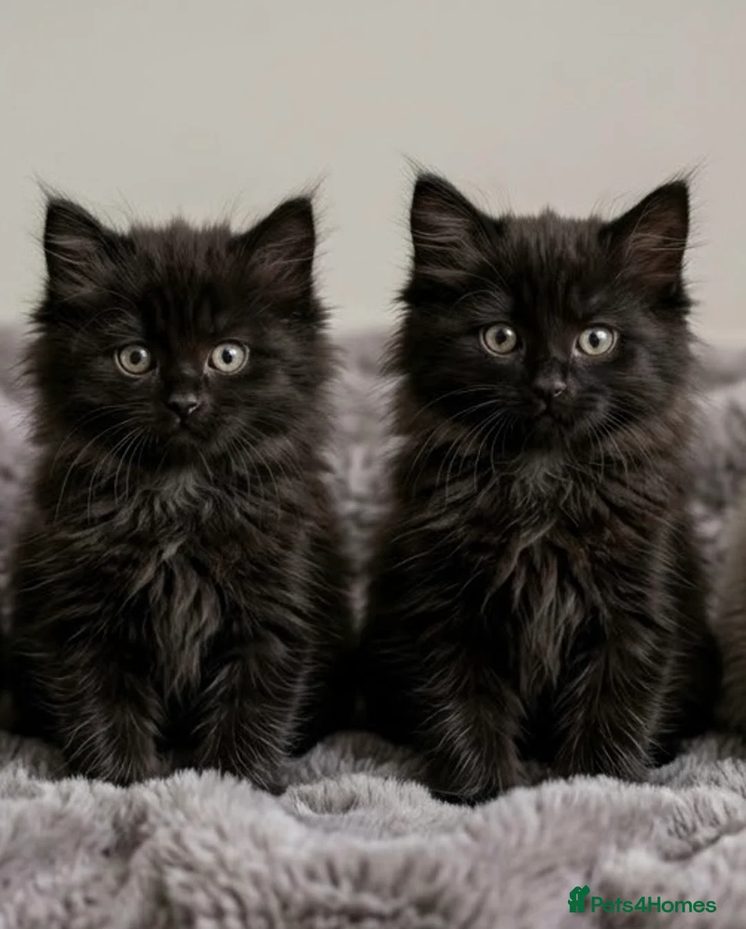 Ragdoll cats for sale: Two Rare full black kittens of Ragdool  - Advert 1