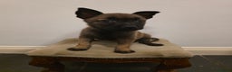 Belgian Shepherd Dog dogs for sale: Dutch Herder Puppies - Advert 3