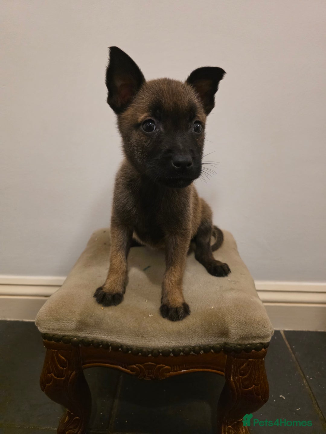 Belgian Shepherd Dog dogs for sale: Dutch Herder Puppies - Advert 3