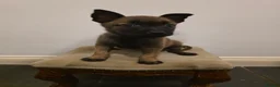Belgian Shepherd Dog dogs for sale: Dutch Herder Puppies - Advert 3