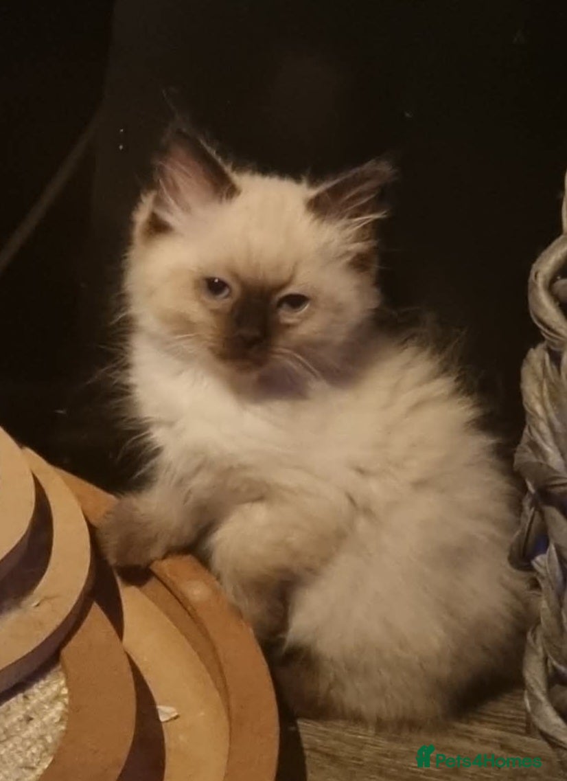 Ragdoll cats Chocolate-Point Ragdoll Kitten  - Advert 3