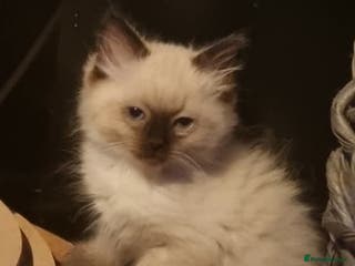 Ragdoll cats Chocolate-Point Ragdoll Kitten - Advert 6