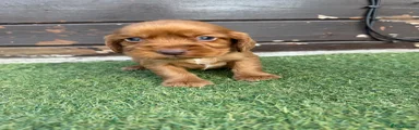 Cocker Spaniel 4