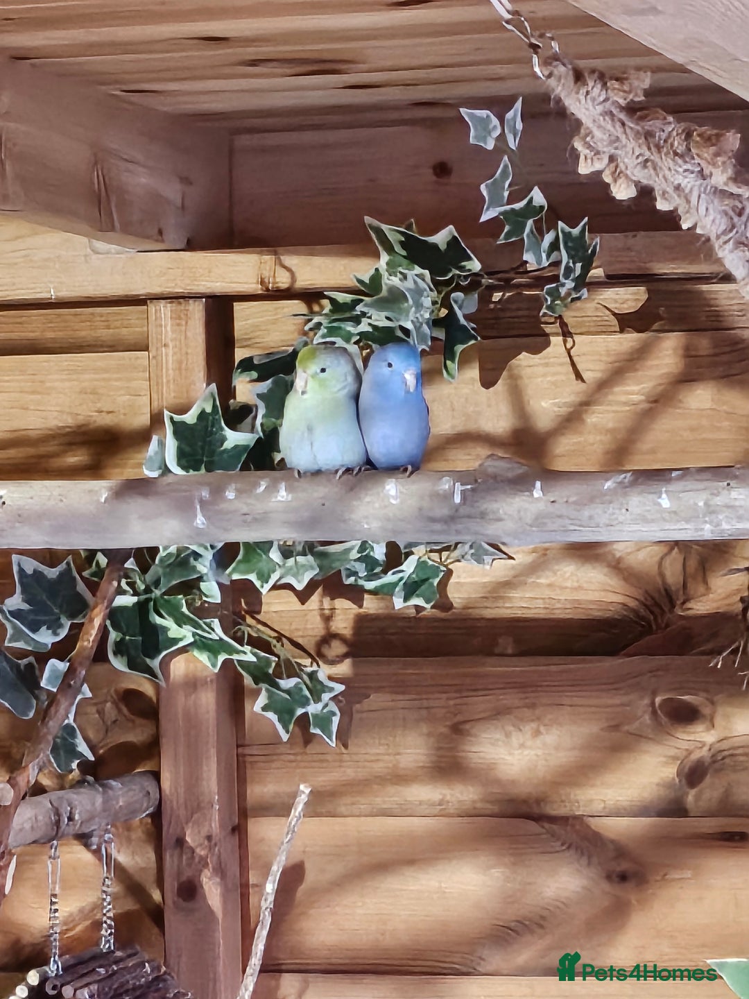 Parrots birds for sale: Parrotlets - Bonded Pair approx 2 years old - Advert 4