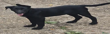 Puppy 2