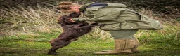 Cocker Spaniel dogs for stud: KC reg Working Cocker Spaniel for Stud - Advert 3