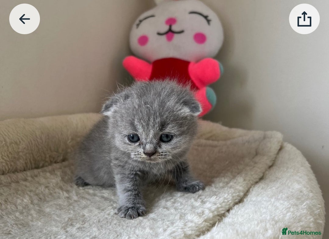 Scottish Fold cats for sale: Kittens for sale  - Image 10