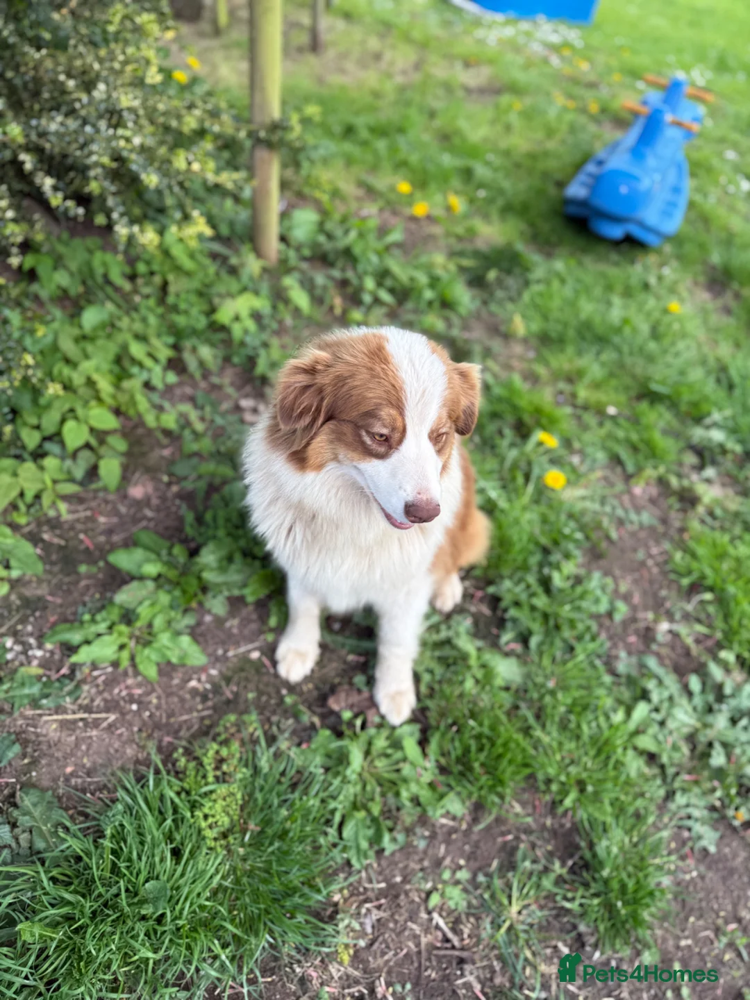 Australian Shepherd dogs for sale: Kc registered Female adult seeking home - Advert 2