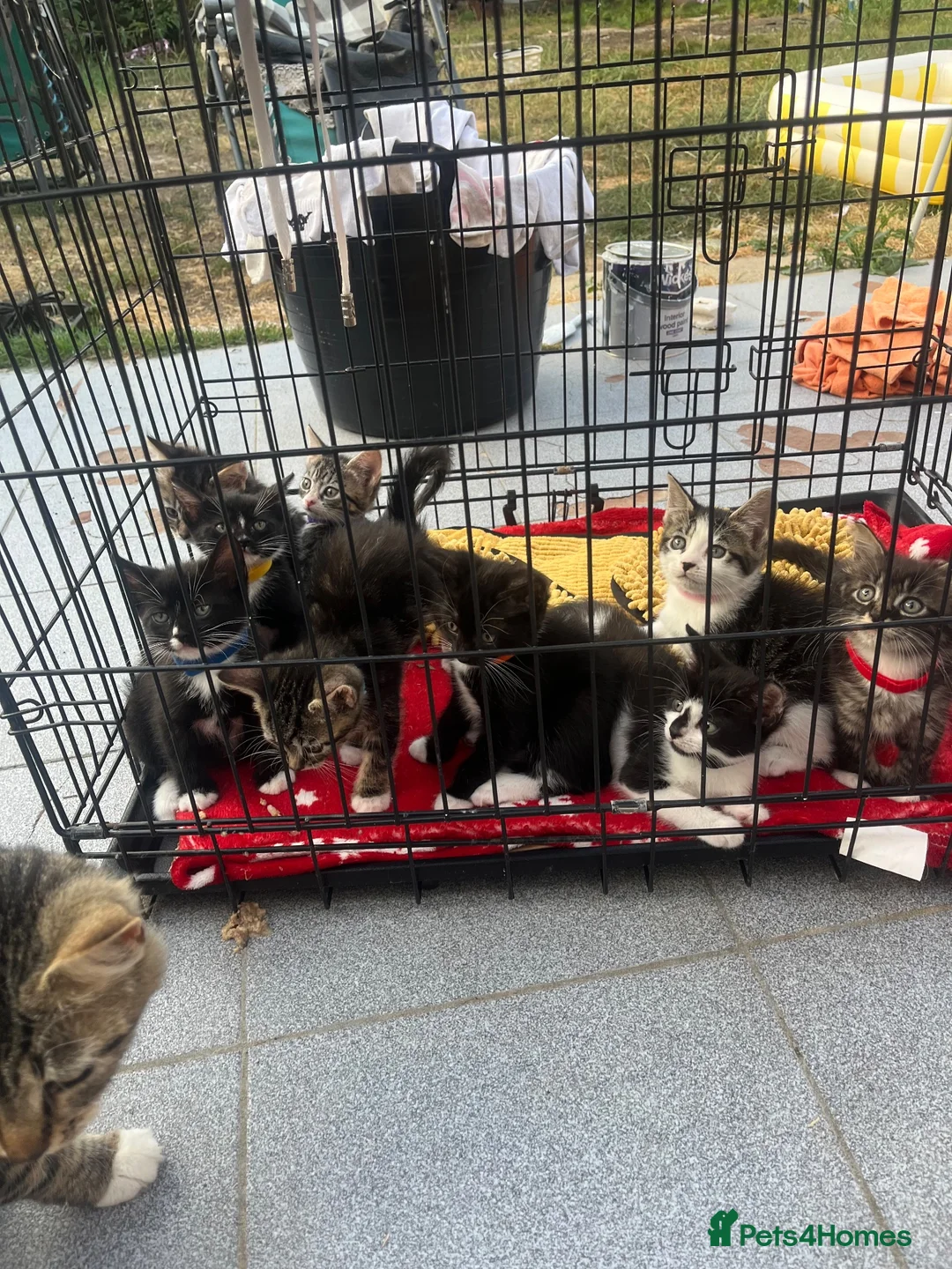 Mixed Breed cats for sale: 9 beautiful kittens - Advert 2