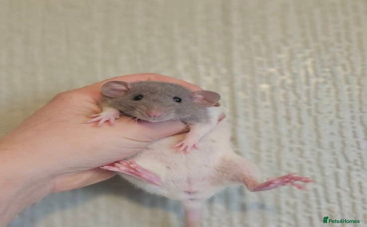 Rat rodents - Advert 4