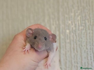 Rat rodents - Advert 9