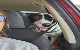 Mixed Breed dogs for adoption: NALA, a Lovely Girl - for a Loving Home - Image 13