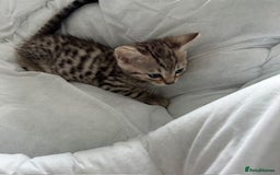 Bengal cats for sale: Gorgeous Bengal Babies - Image 29