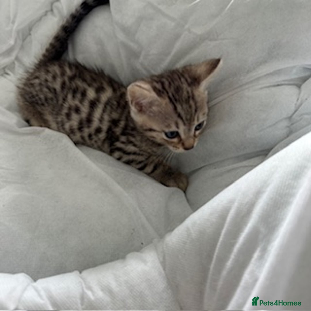 Bengal cats for sale: Gorgeous Bengal Babies - Image 29