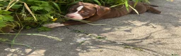 American Bully dogs for sale: American pocket bully  - Advert 19