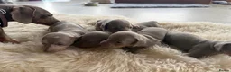 Miniature Dachshund dogs for sale: Beautiful Dachshunds  - Advert 15