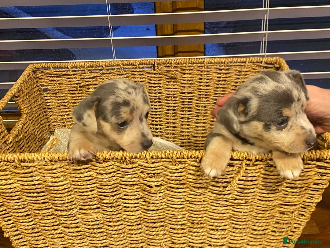 Jack Russell dogs for sale: Stunning small type jack Russell. Pups - Advert 5