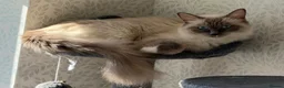 Ragdoll cats for sale: Perfect Blue Point Ragdoll kittens. - Advert 20