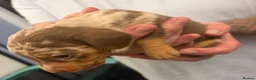 Miniature Dachshund dogs for sale: Miniture dachshund puppies  - Advert 13