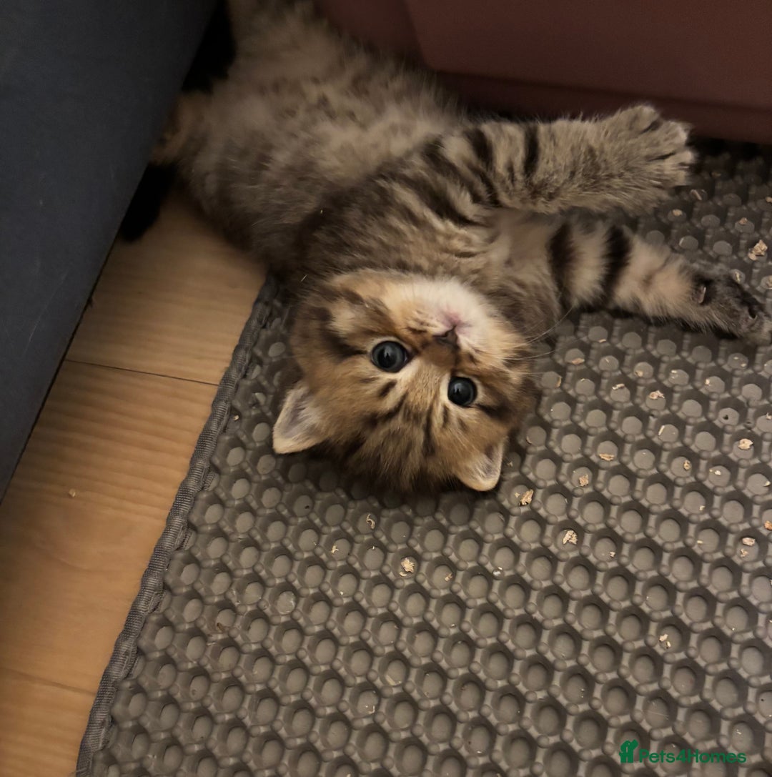 British Shorthair cats for sale: British Shorthair boys  - Advert 6