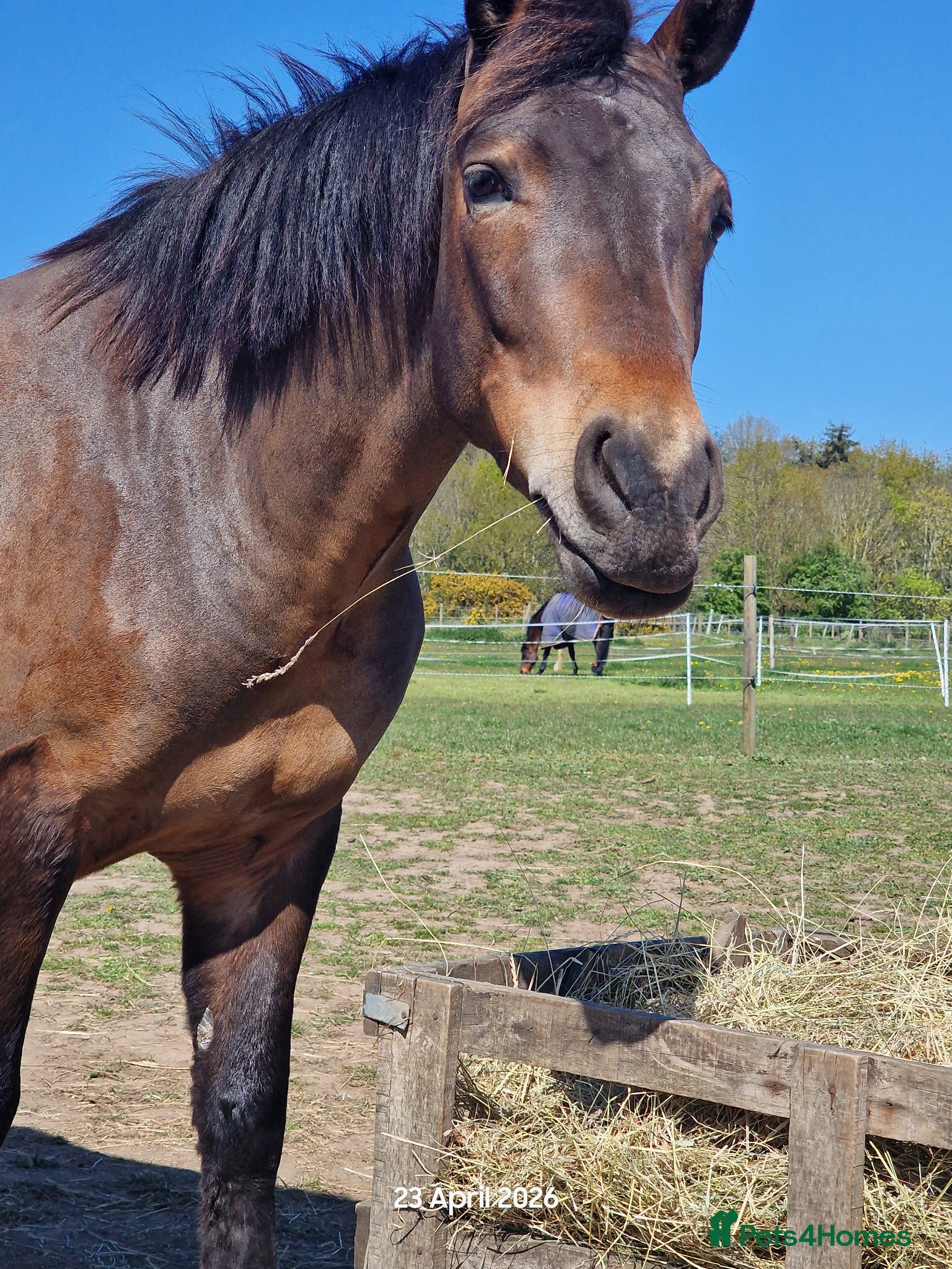 New Forest horses for sale: New forest gelding 4 years old in Norwich - Advert 2
