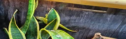 Gecko reptiles for sale: Giant Day Gecko Trio - Advert 3