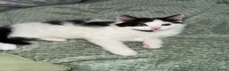 Mixed Breed cats for sale: A black and white kitten. Long haired Male - Advert 8