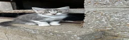 Mixed Breed cats for sale: 2 Grey Male Kittens for sale. Ready now - Advert 4