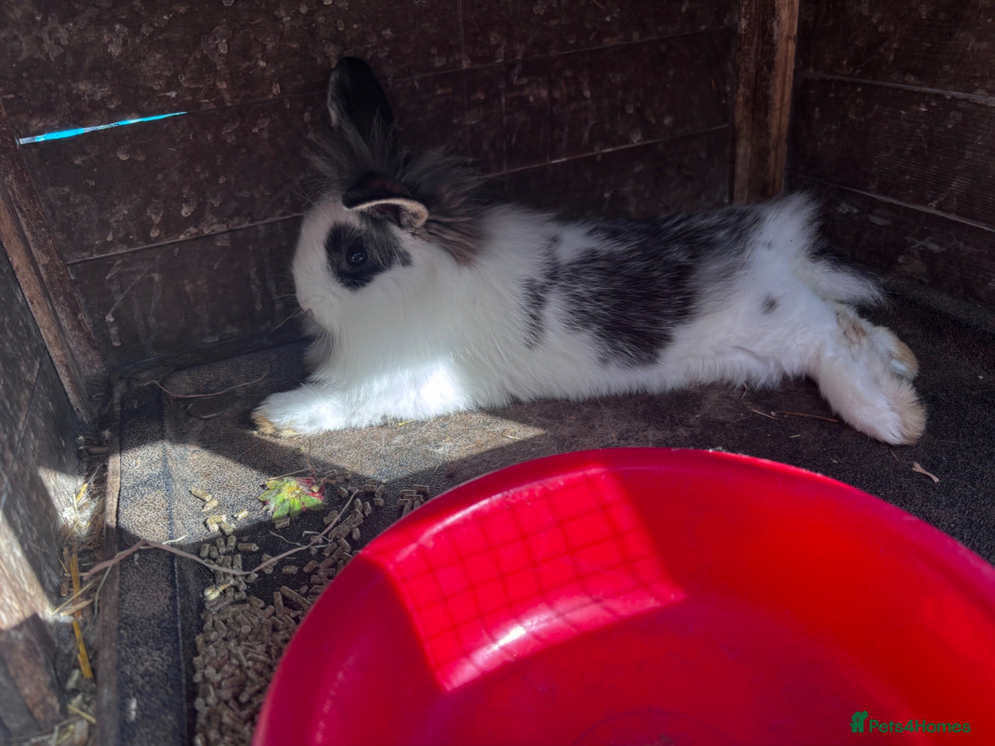 Mini Lion Lop rabbits 1 LEFT!! 5 Beautiful Mini Lionhead Lops £50 Each. - Advert 2