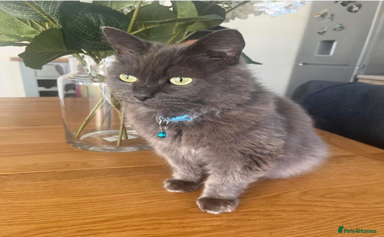 Mixed Breed cats - Advert 11