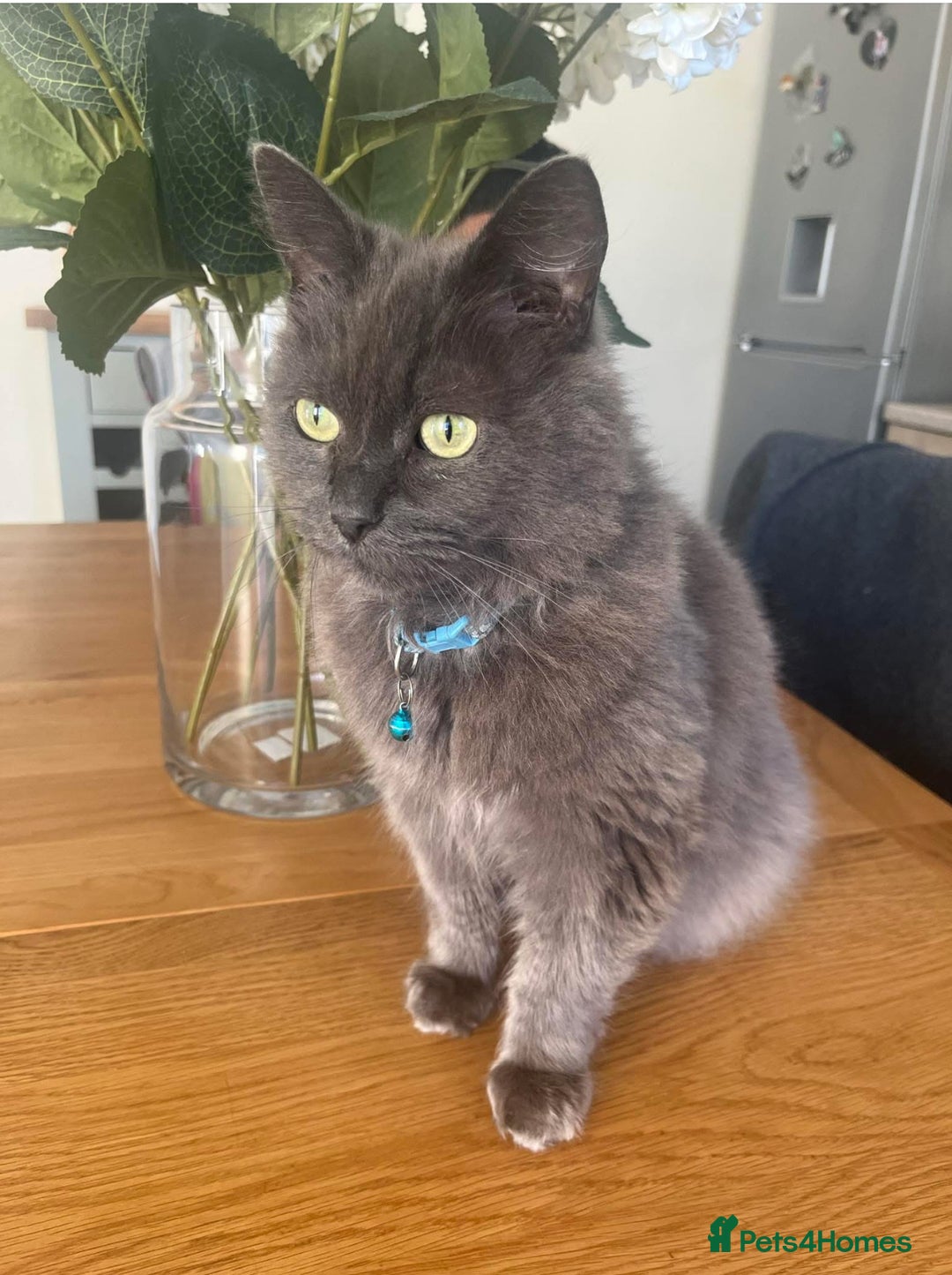 Mixed Breed cats for sale: Gorgeous blue boy - Image 1