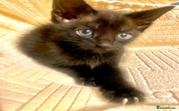 Mixed Breed cats for sale: 4 gorgeous kittens - Image 3