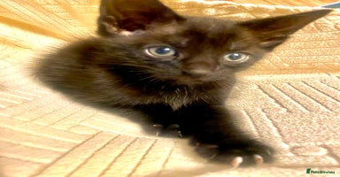 Mixed Breed cats - Advert 3