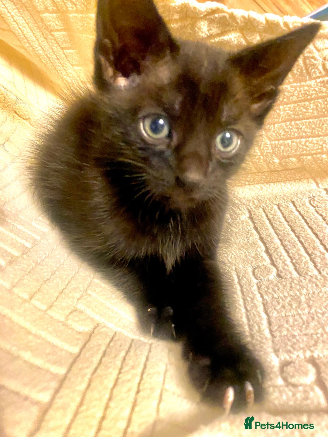 Mixed Breed cats for sale: 4 gorgeous kittens - Image 3
