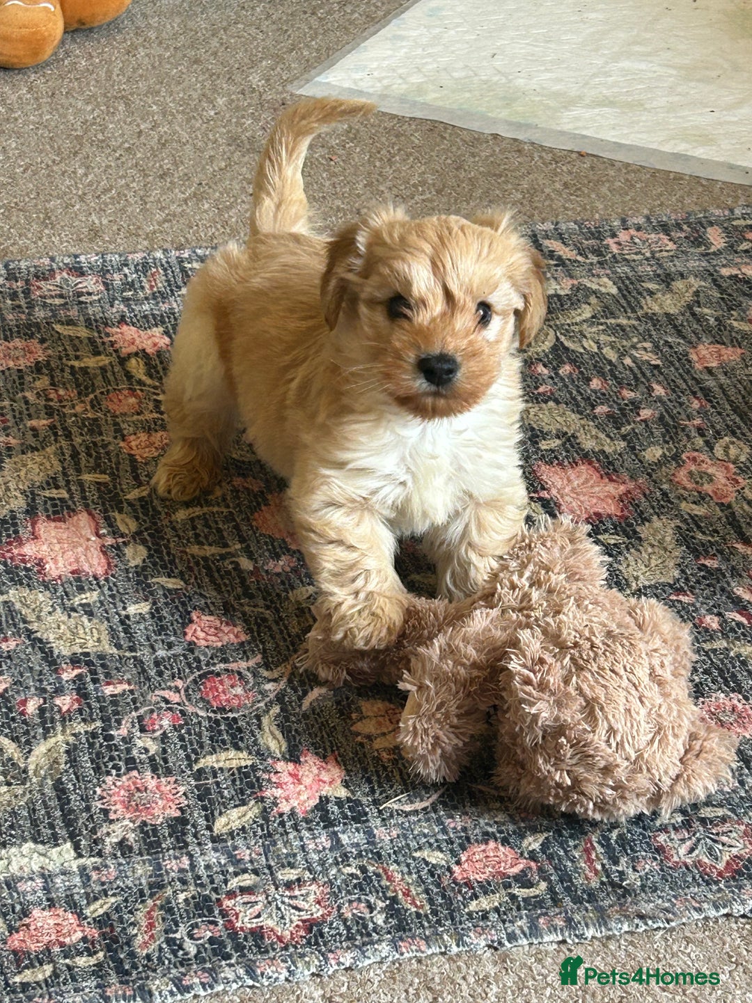 Doxiepoo dogs for sale: doxiepoo puppy / miniature dachshund x poodle boy - Advert 3