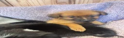 Pomchi dogs for sale: Pomchi in Hull - Advert 7