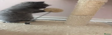 Mixed Breed Kitten 3