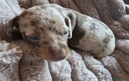 Miniature Dachshund dogs for sale: Dapple miniature dachshund - Image 18