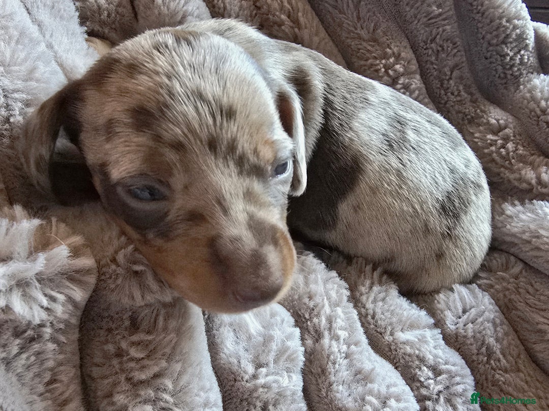 Miniature Dachshund dogs for sale: Dapple miniature dachshund - Image 18