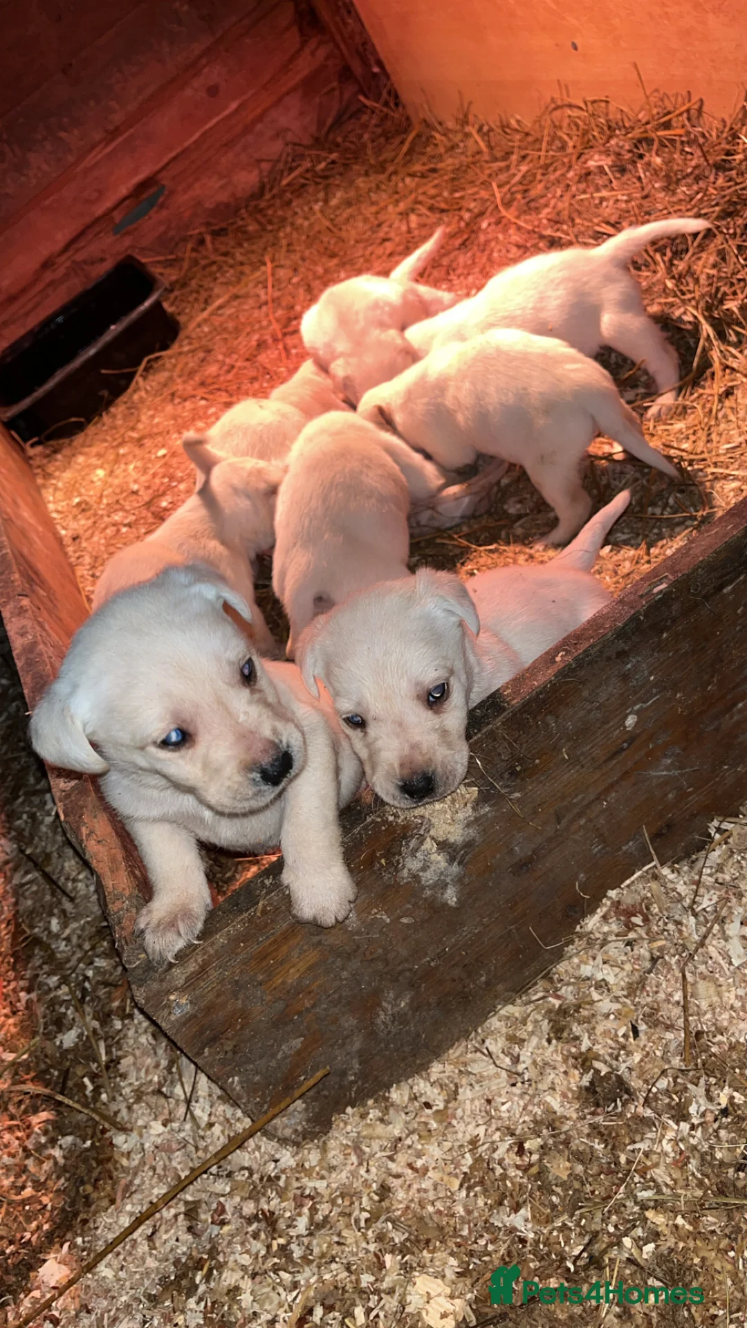 Labrador Retriever dogs for sale: Golden Labrador  - Advert 2