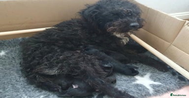 Mixed Breed dogs - Advert 1