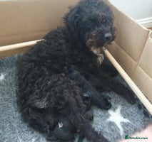 Mixed Breed dogs - Advert 1